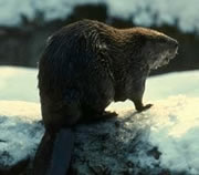 beaver on snow